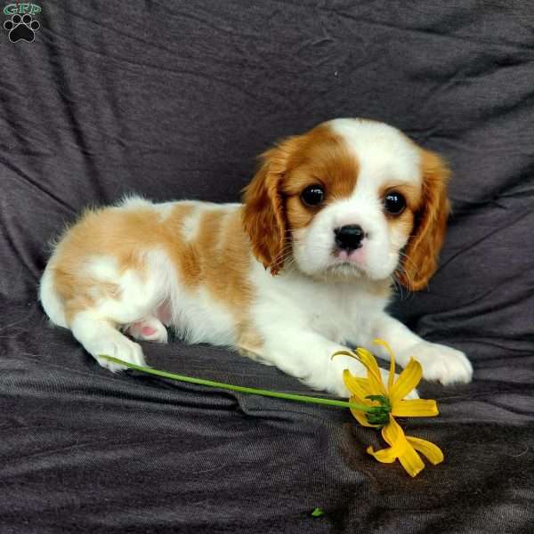 Miss Happy, Cavalier King Charles Spaniel Puppy